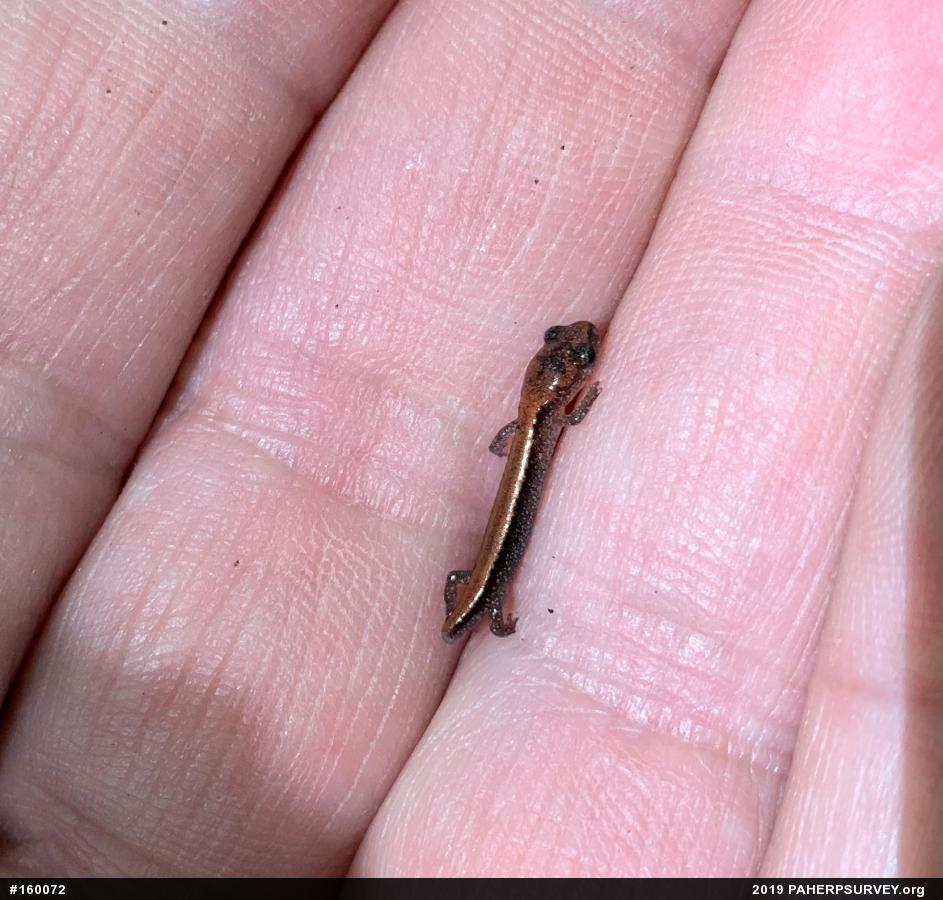 Eastern Red-backed  Salamander