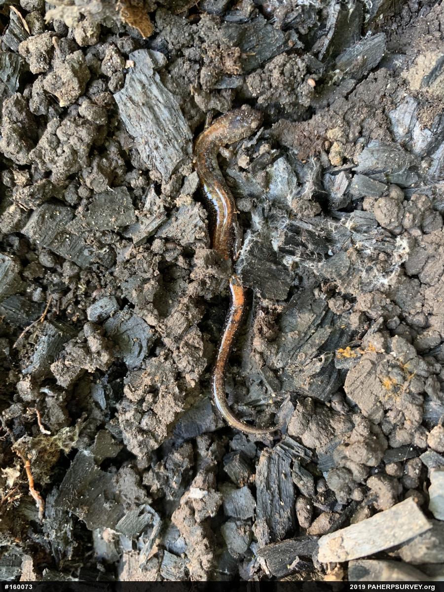 Eastern Red-backed  Salamander