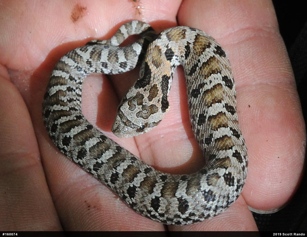 Eastern Hog-nosed Snake