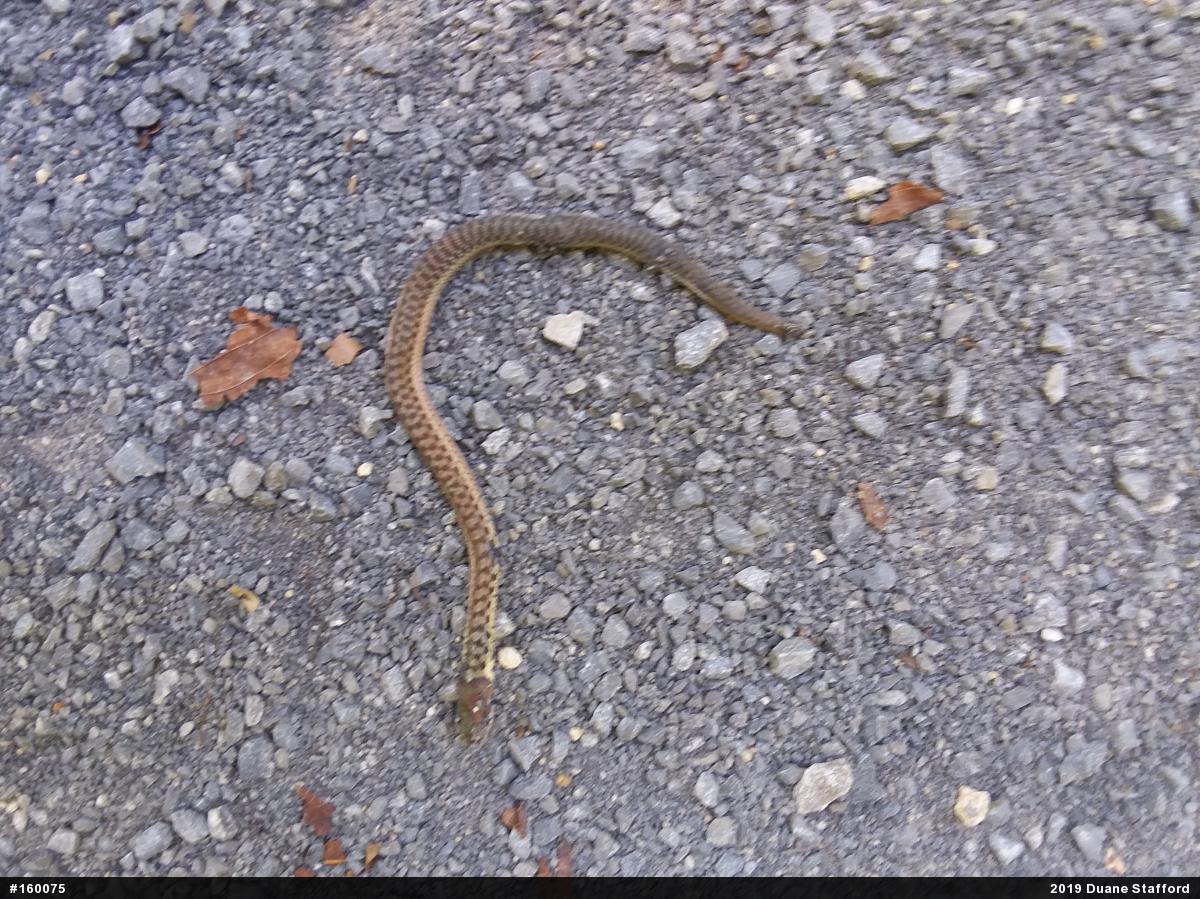 Eastern Gartersnake