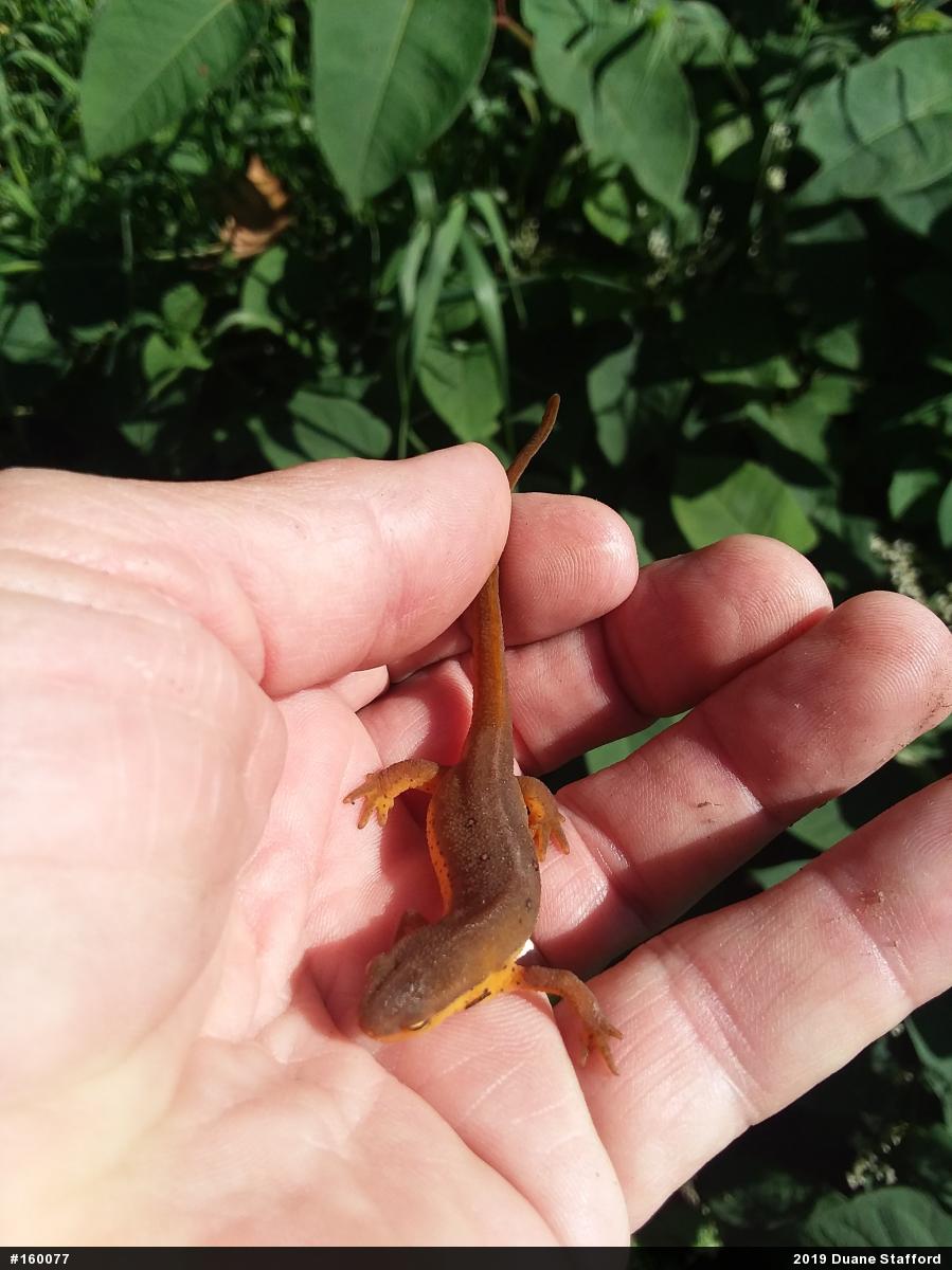 Red-spotted Newt