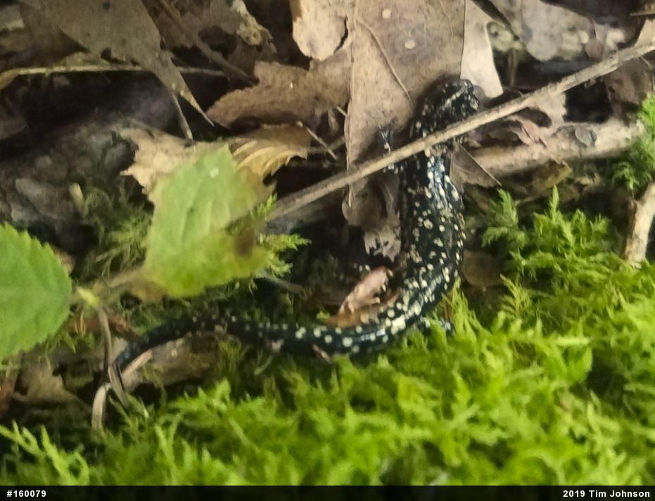 Northern Slimy Salamander