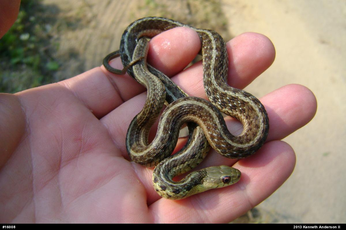 Eastern Gartersnake