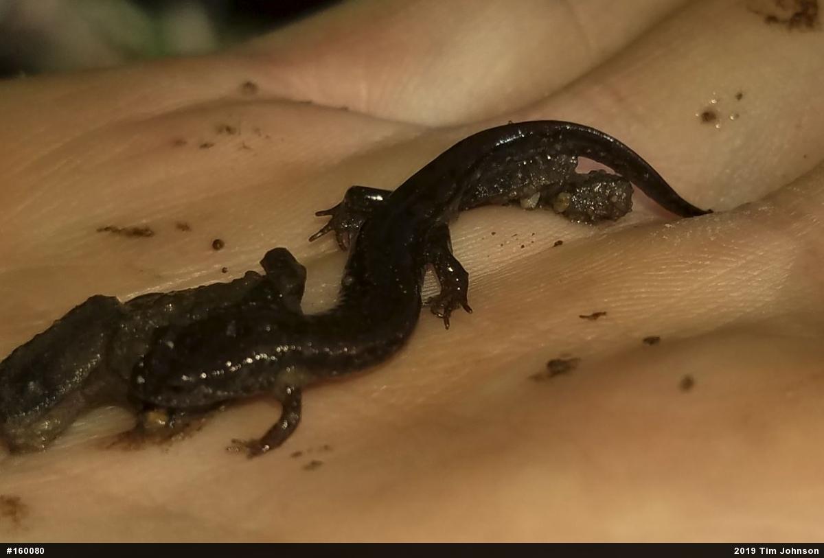 Northern Dusky Salamander