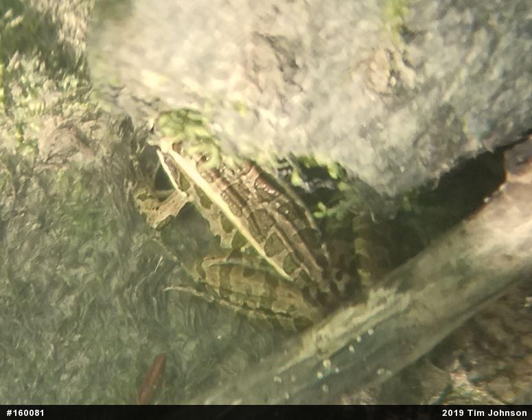 Pickerel Frog