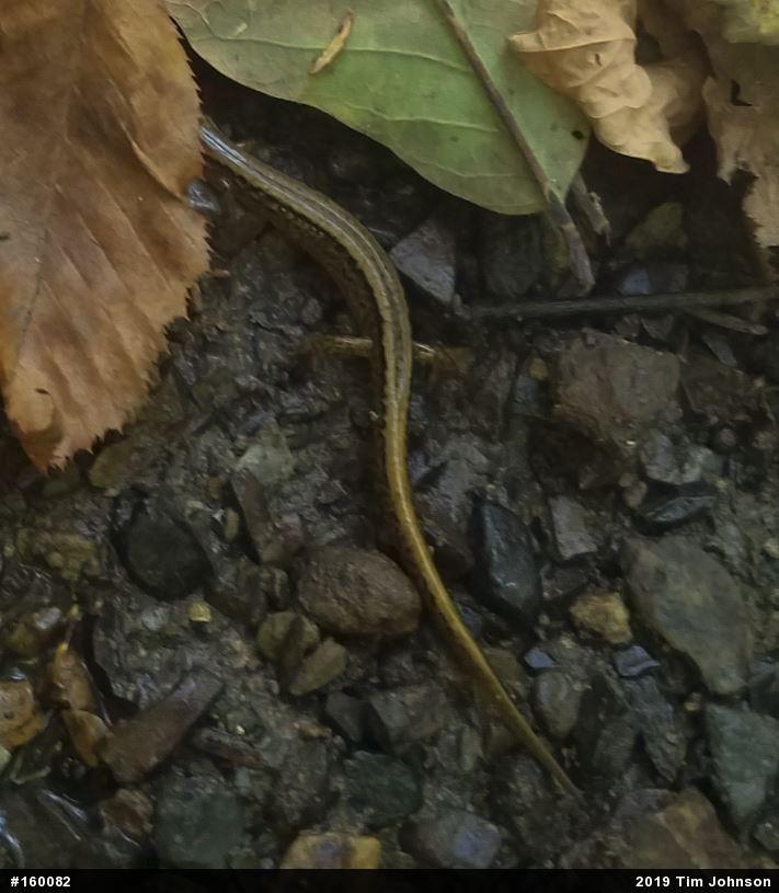 Northern Two-lined Salamander