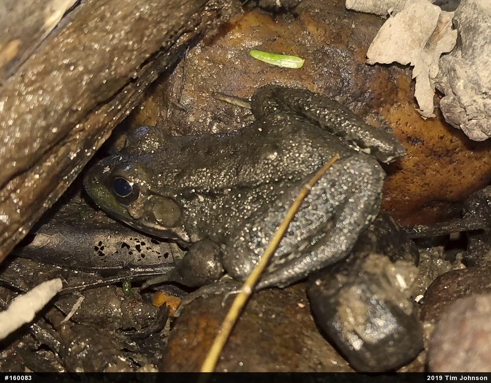 Green Frog