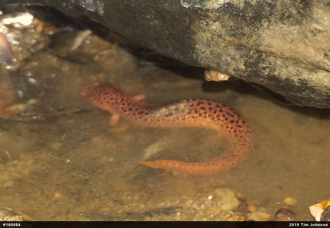 Northern Red Salamander