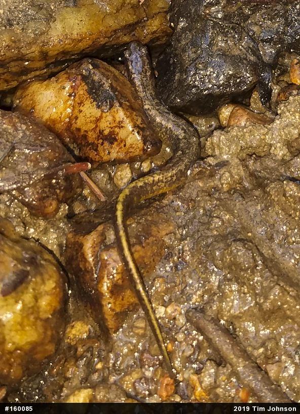 Northern Two-lined Salamander