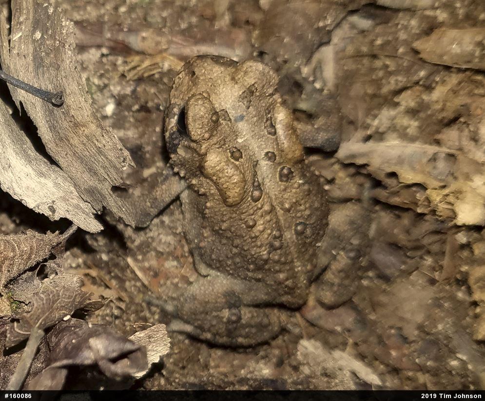 Eastern American Toad