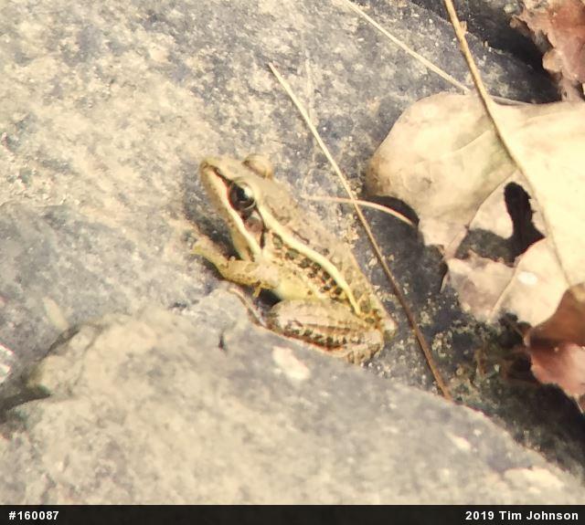Pickerel Frog