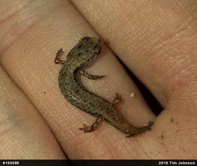 Four-toed Salamander