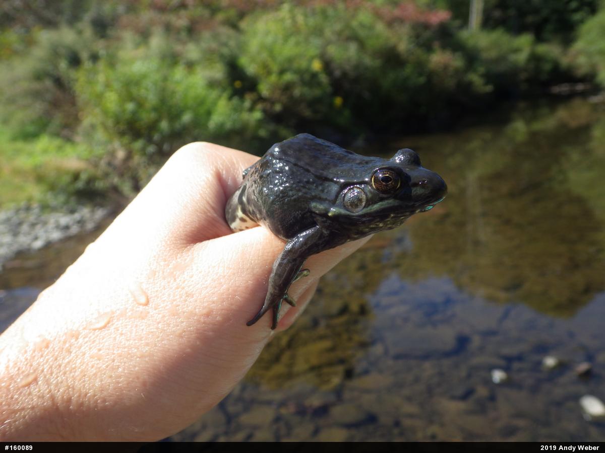 Green Frog