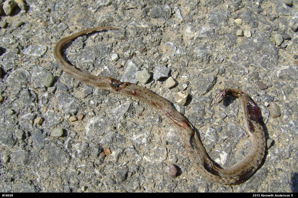 Dekay's Brownsnake