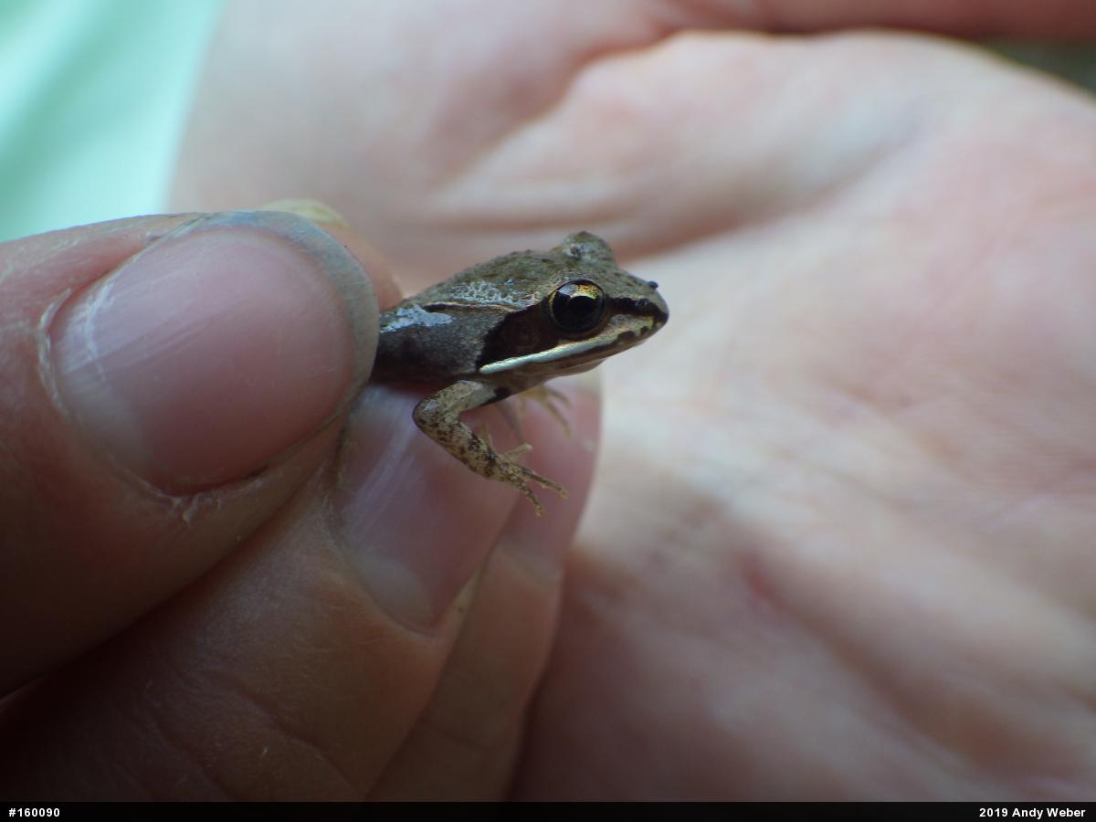 Wood Frog
