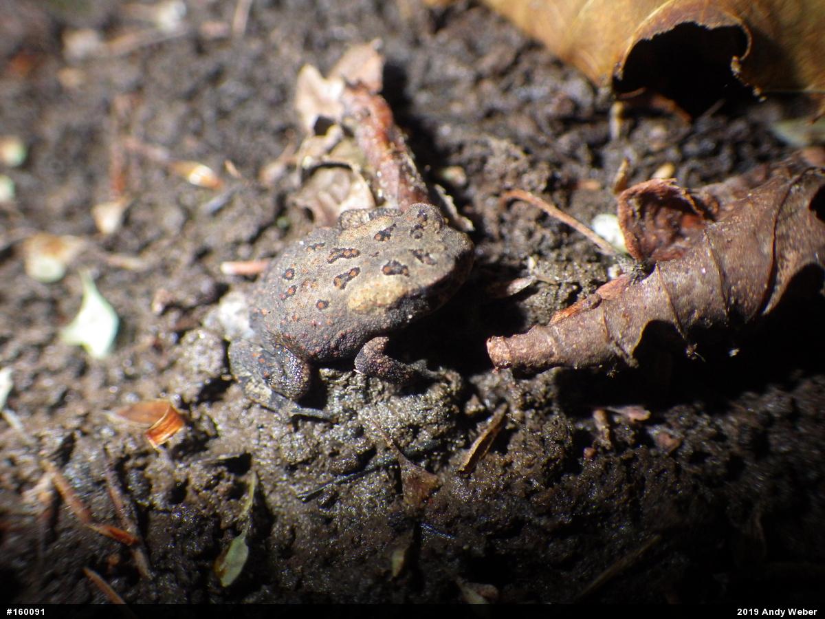 Eastern American Toad