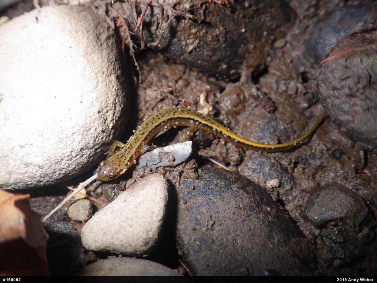 Northern Two-lined Salamander
