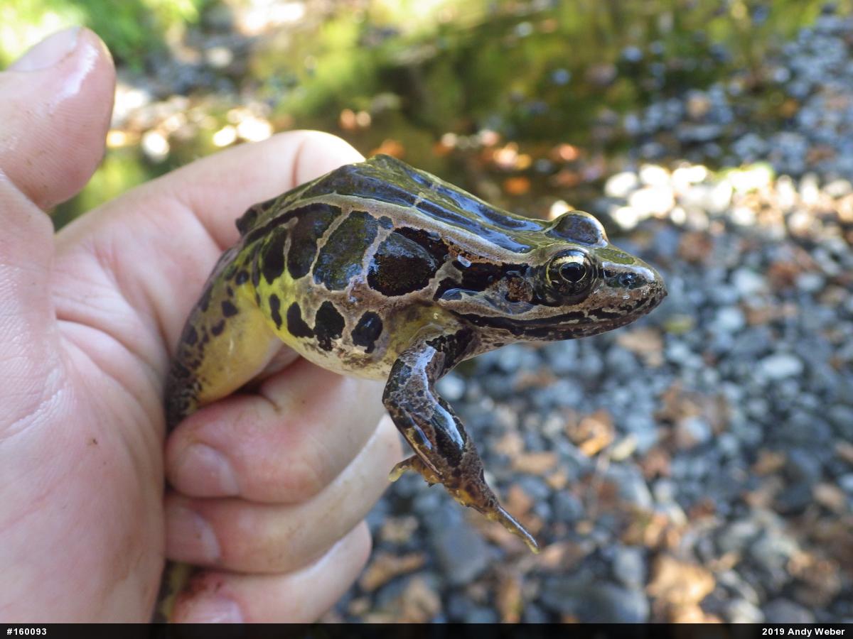 Pickerel Frog