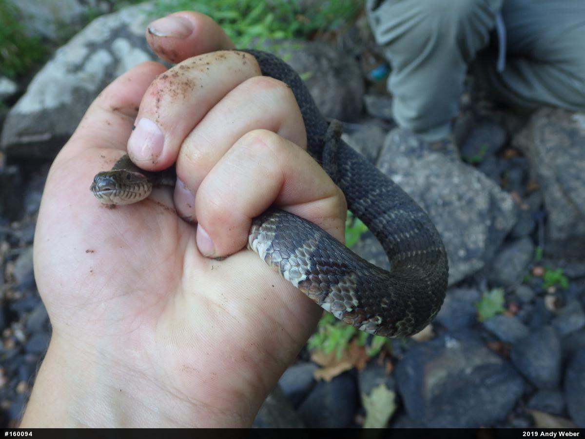 Northern Watersnake