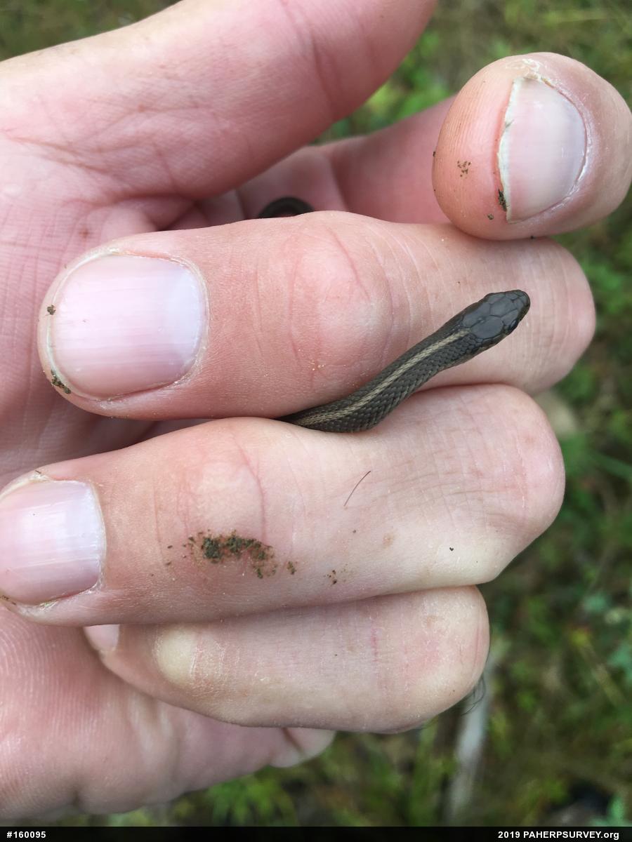 Shorthead Gartersnake