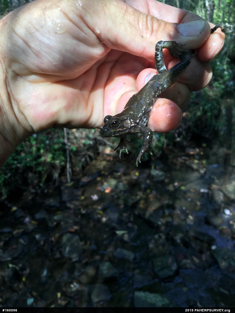 Green Frog