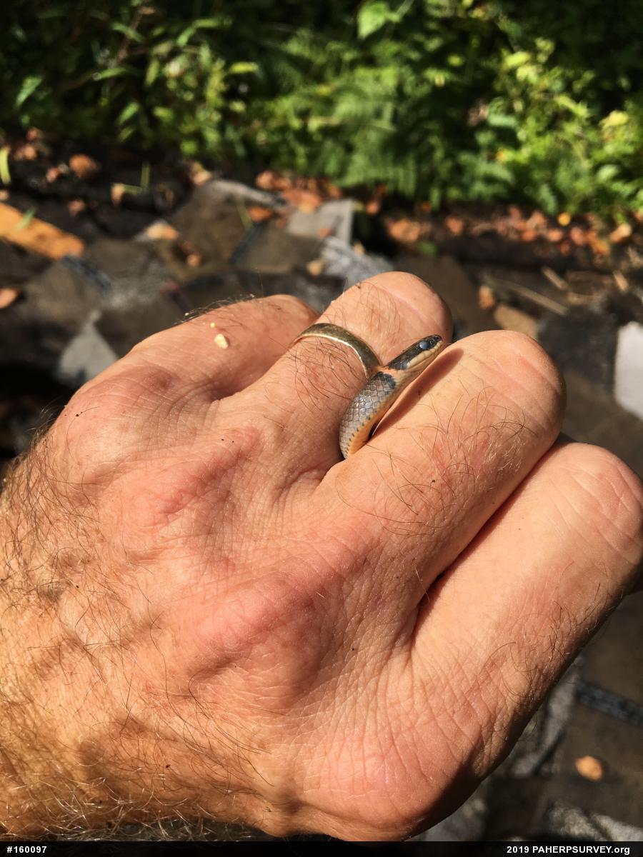 Northern Ring-necked Snake