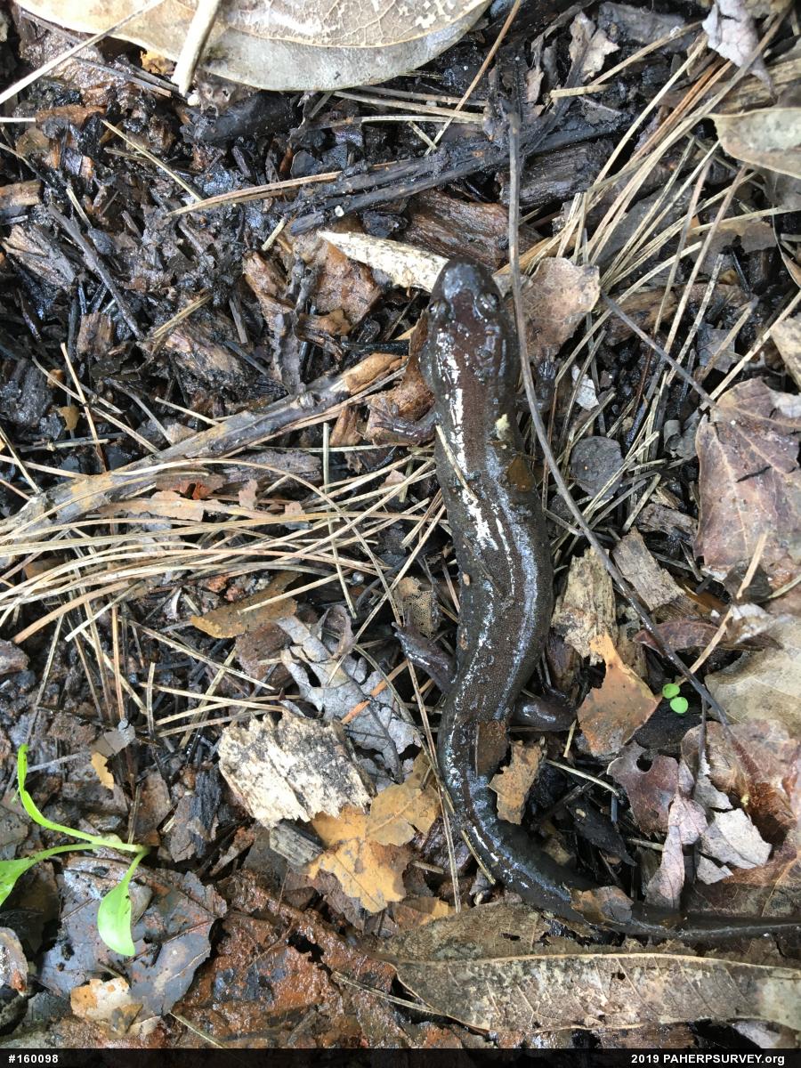 Northern Dusky Salamander