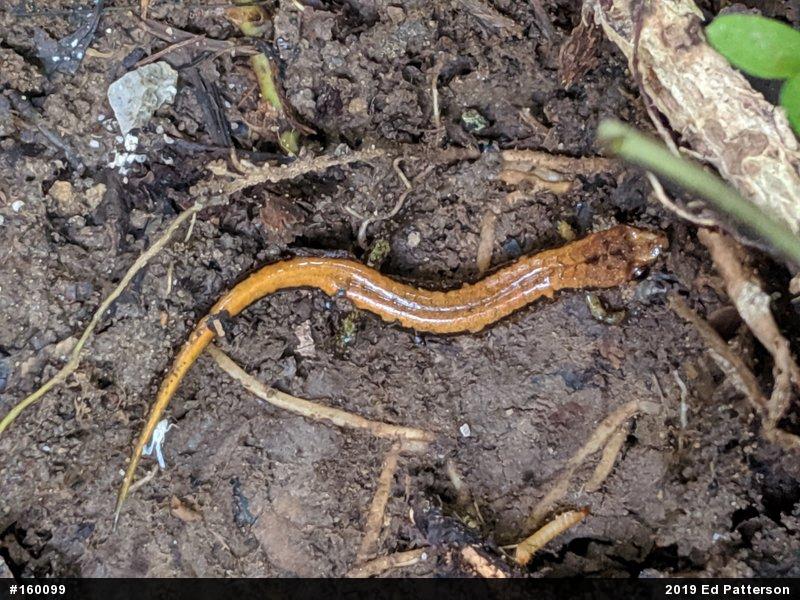 Allegheny Mountain Dusky Salamander