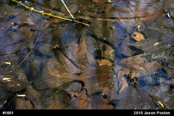 Wood Frog
