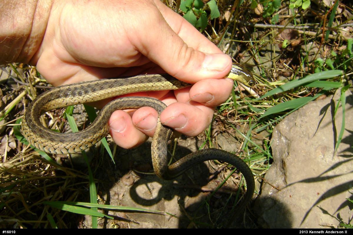 Eastern Gartersnake