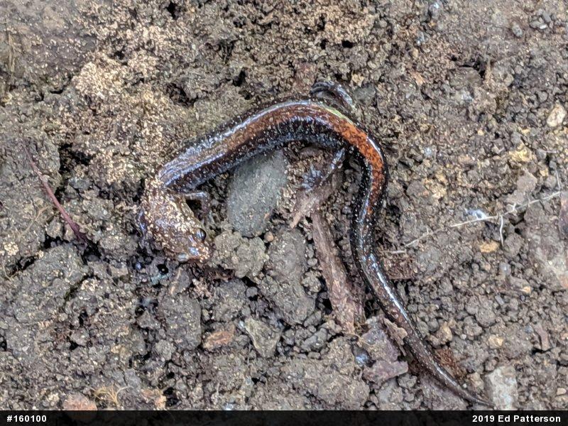 Eastern Red-backed  Salamander