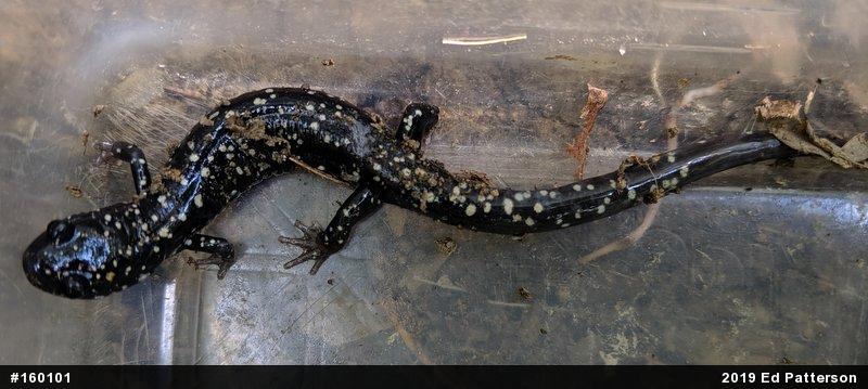 Northern Slimy Salamander