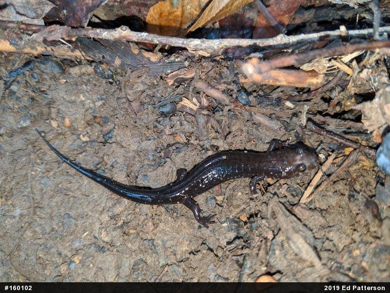 Allegheny Mountain Dusky Salamander
