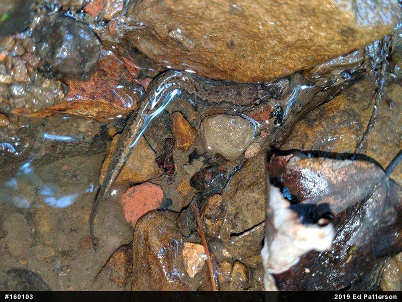 Northern Dusky Salamander
