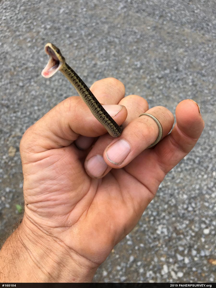 Eastern Gartersnake