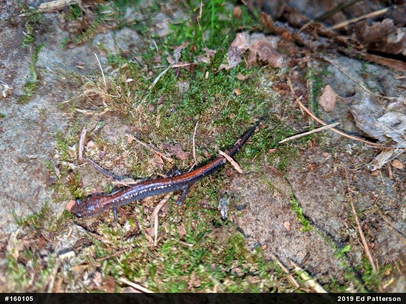 Eastern Red-backed  Salamander