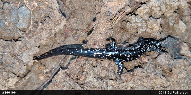 Northern Slimy Salamander