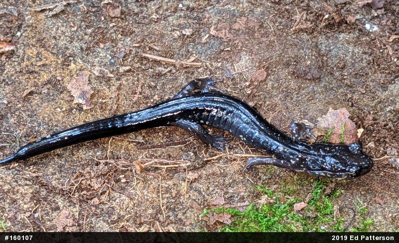 Wehrle's Salamander