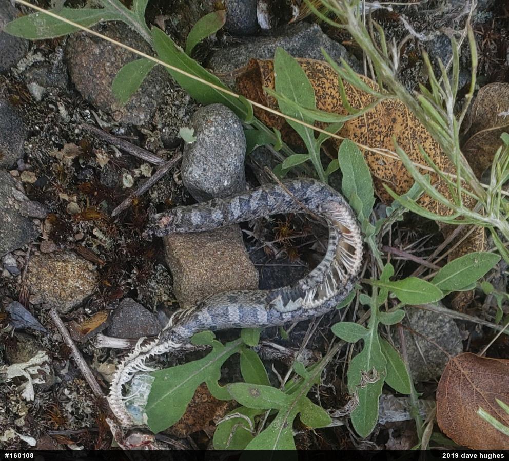 Eastern Hog-nosed Snake