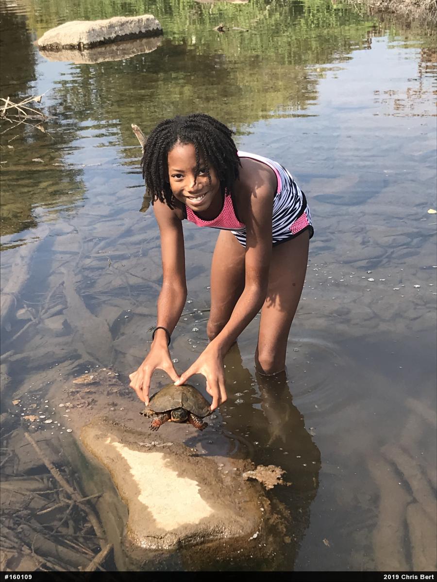 Wood Turtle