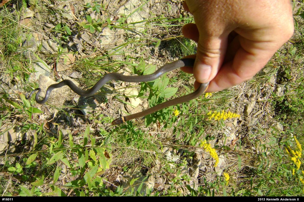 Northern Ring-necked Snake