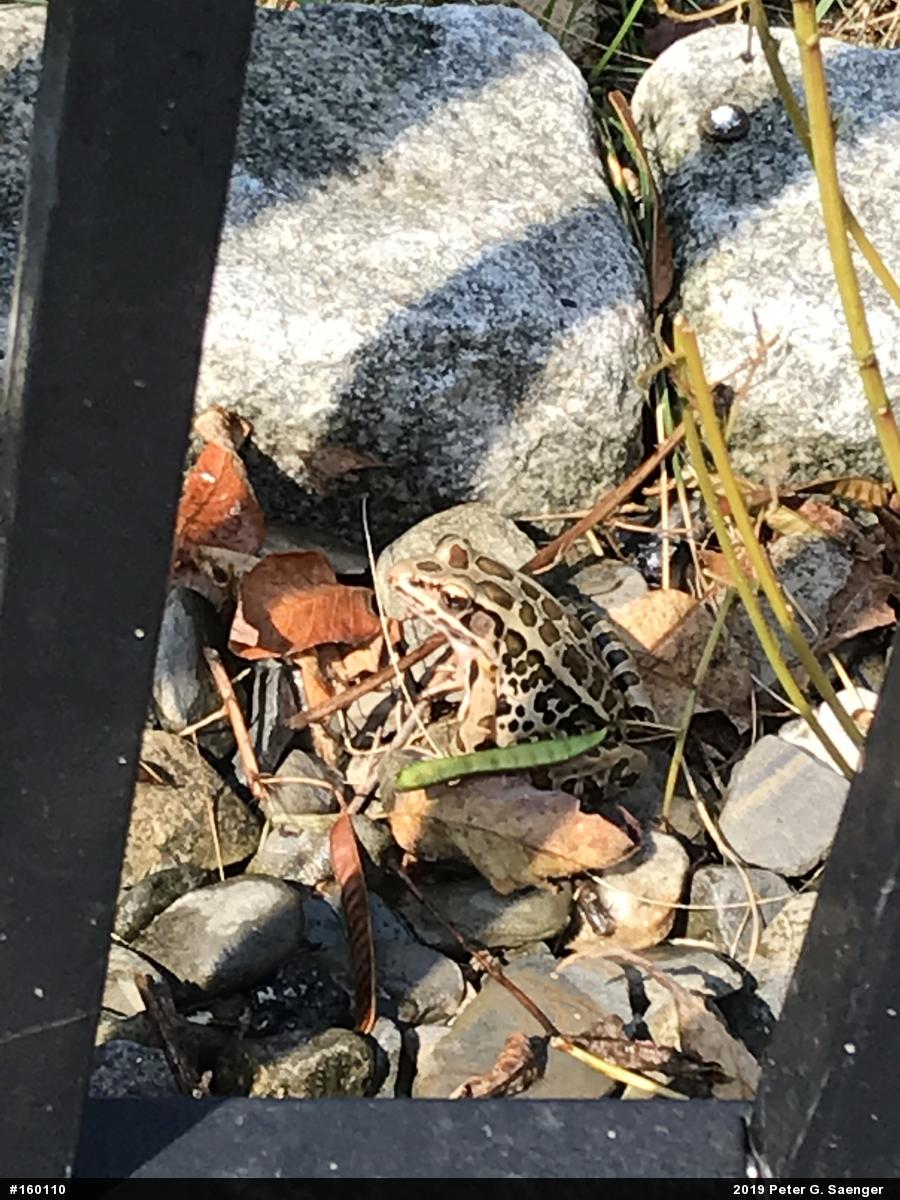 Pickerel Frog