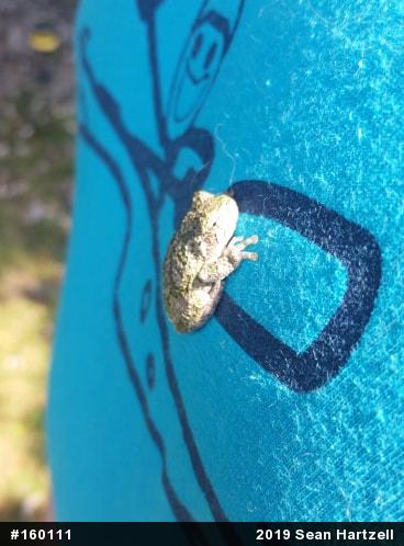 Unknown Gray Treefrog