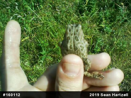 Fowler's Toad