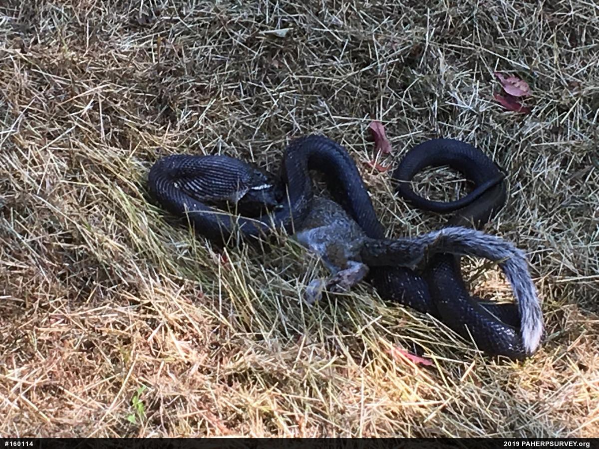 Eastern Ratsnake