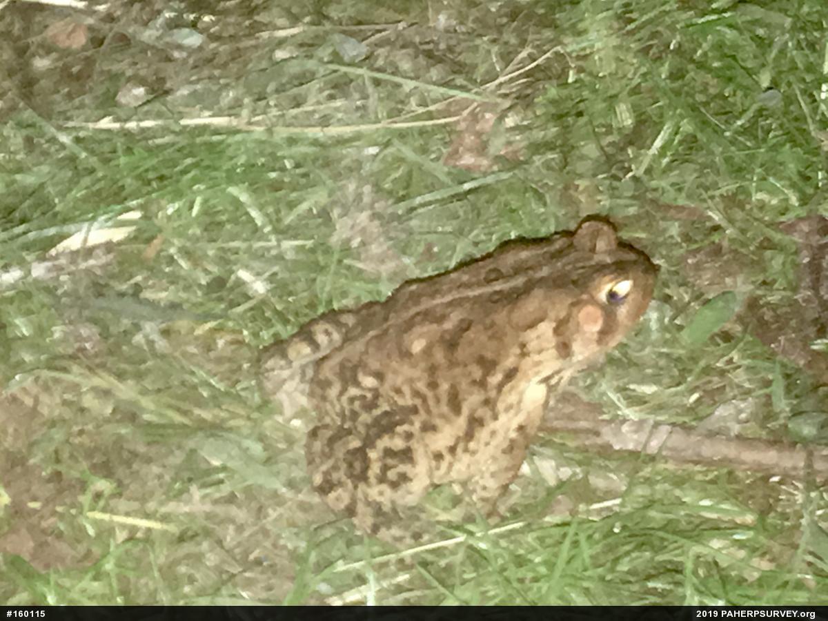Eastern American Toad