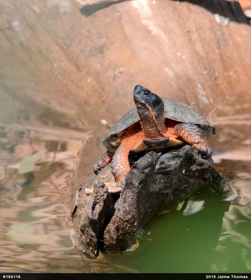 Wood Turtle