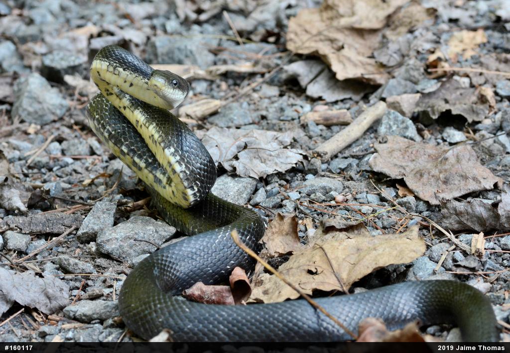 Eastern Ratsnake