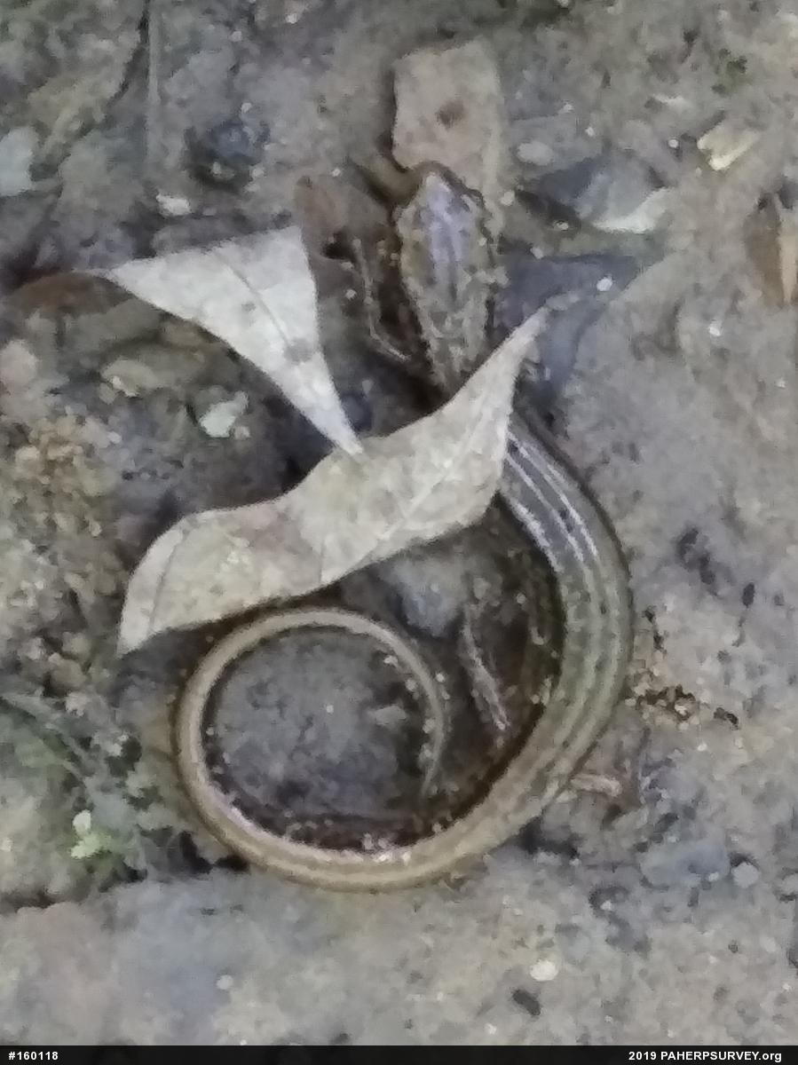 Northern Two-lined Salamander