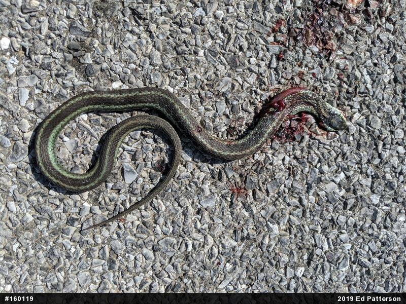 Eastern Gartersnake
